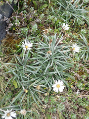 Celmisia major brevis