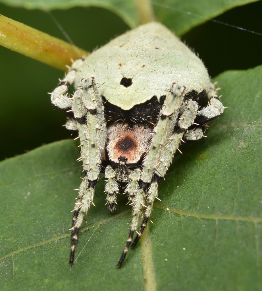 humpbacked orbweaver