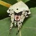Eustala anastera - Photo (c) skitterbug, algunos derechos reservados (CC BY), subido por skitterbug