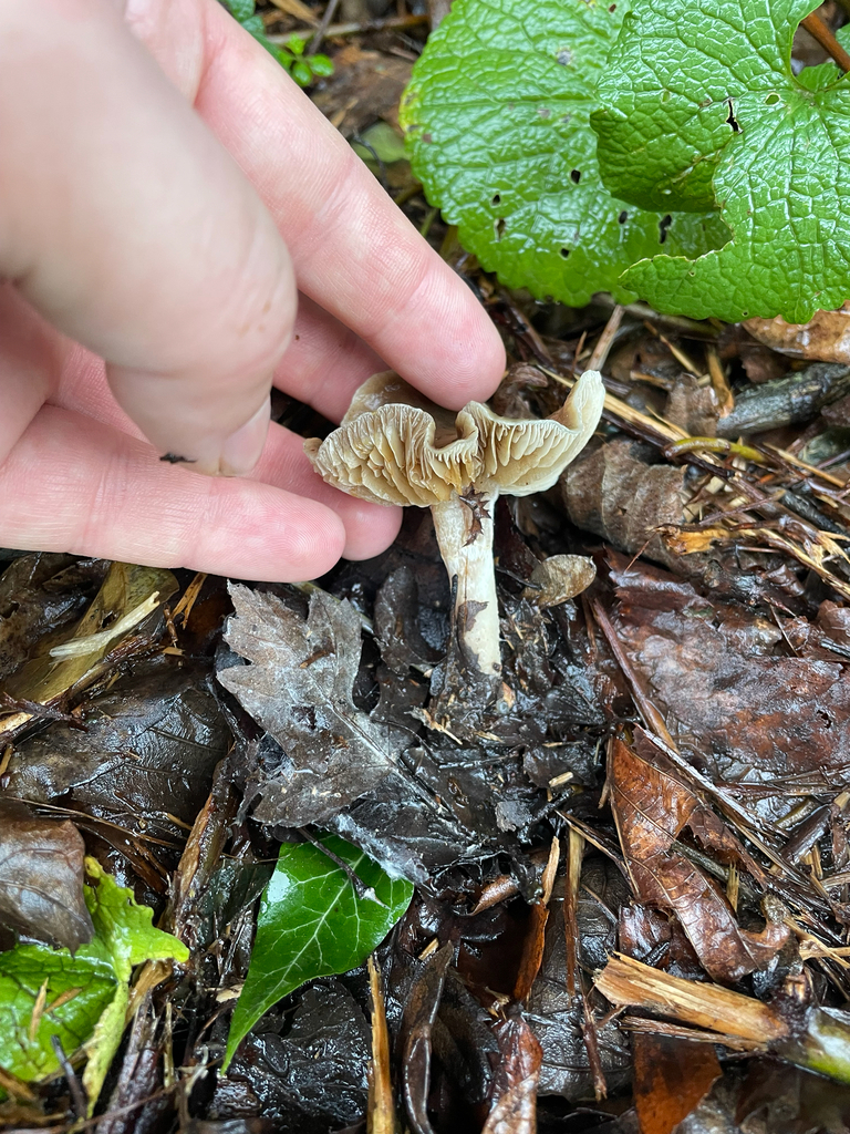Meottomyces dissimulans · January 2026 · photo: © myceliumhunter (iNaturalist, cc0)