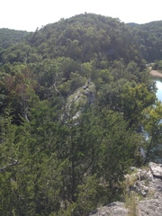 Muhlenbergia cuspidata