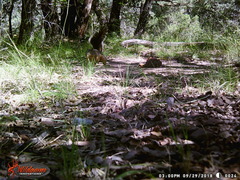 Sciurus nayaritensis