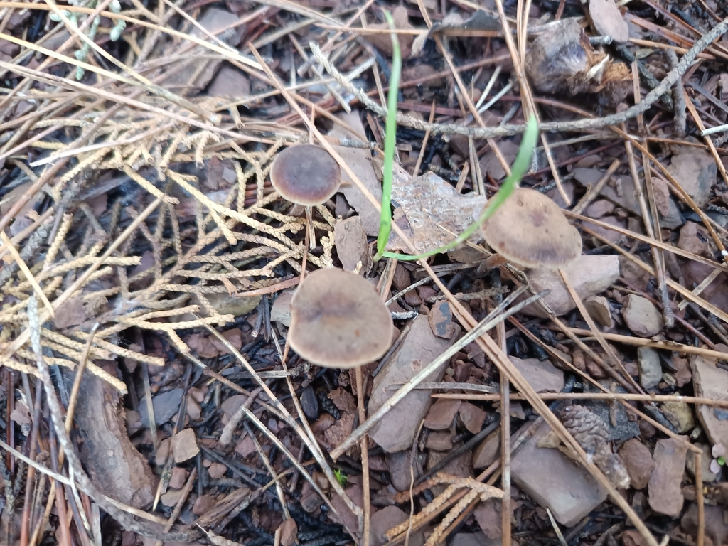 Macrocystidia cucumis · December 2025 · photo: © geoexplorers (iNaturalist, cc-by-nc)