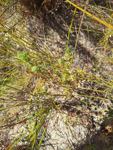 Capegorse Capegorse (Aspalathus aspalathoides)