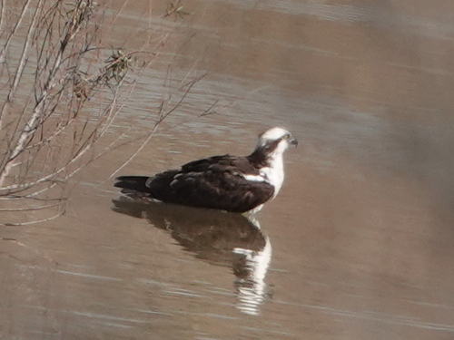 iNaturalist: (c) sarinole, some rights reserved (CC BY-NC) iNaturalist image