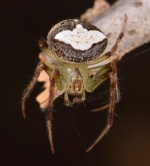 Araneus miniatus