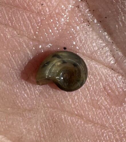 Valvata bicarinata observed 2025-10-23