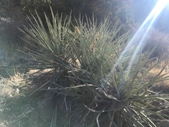Yucca baccata baccata