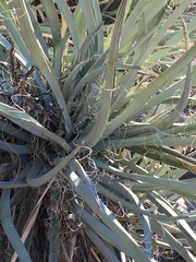 Yucca baccata baccata