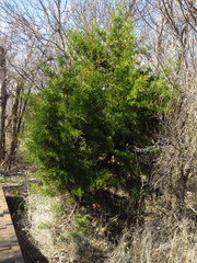 Juniperus pinchotii