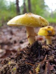 Amanita flavella