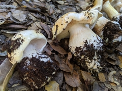 Cortinarius albofragrans