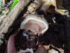 Cortinarius albofragrans