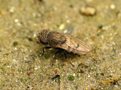 Paralimna punctipennis