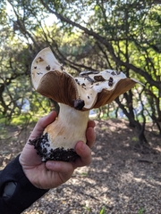 Cortinarius albofragrans