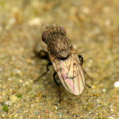 Paralimna punctipennis