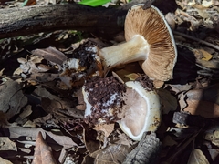 Cortinarius albofragrans
