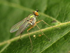 Chrysotus variabilis