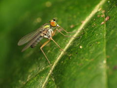 Chrysotus variabilis