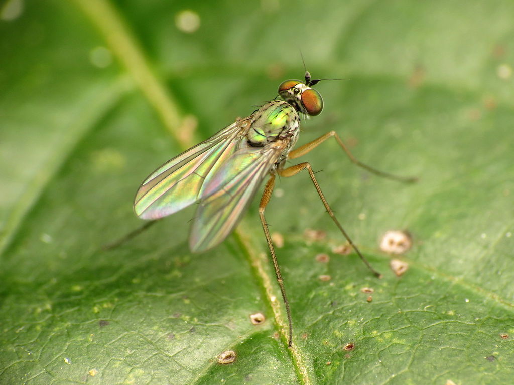 Chrysotus variabilis