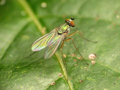 Chrysotus variabilis