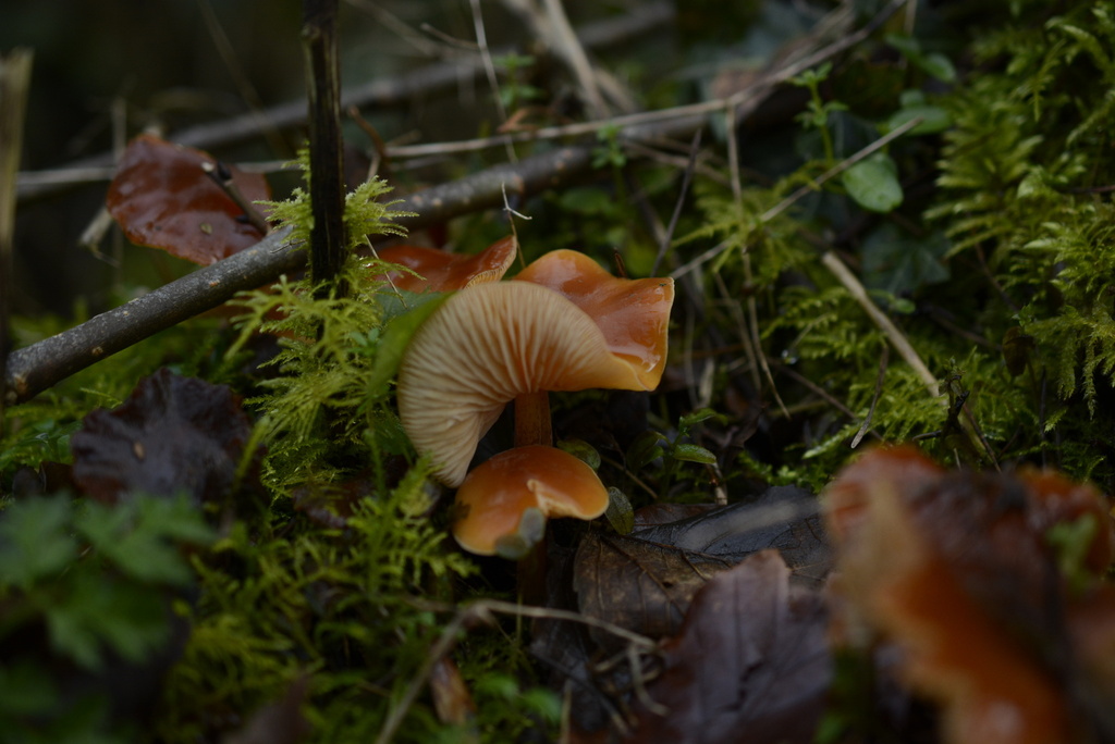 Flammulina velutipes · January 2026 · photo: © cryptomarasmius (iNaturalist, cc-by)