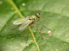 Chrysotus variabilis