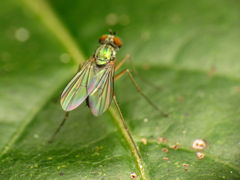Chrysotus variabilis