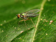 Chrysotus variabilis