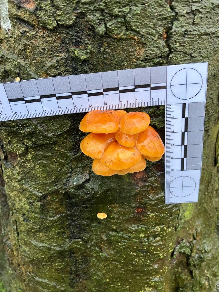 Flammulina · January 2026 · photo: © adam24061 (iNaturalist, cc-by)