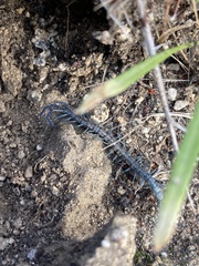 Scolopendra aztecorum