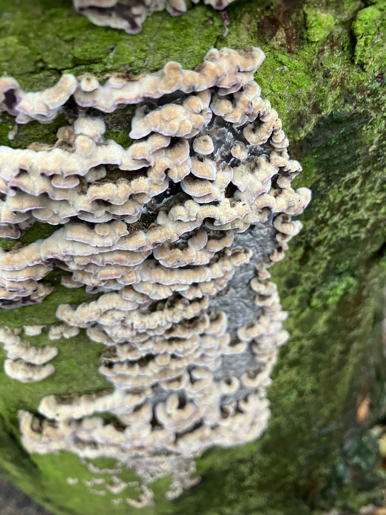 Chondrostereum purpureum · January 2026 · photo: © adam24061 (iNaturalist, cc-by)