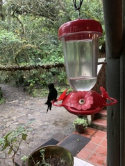 Boissonneaua flavescens