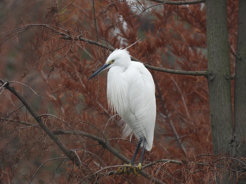 iNaturalist: (c) 邱谷歌, some rights reserved (CC BY-NC), uploaded by 邱谷歌 iNaturalist image