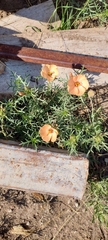 Turnera sidoides, photograph (c) Lauu, some rights reserved (CC BY)