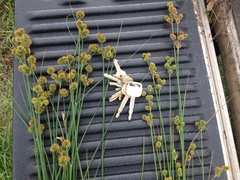 Juncus brachycarpus