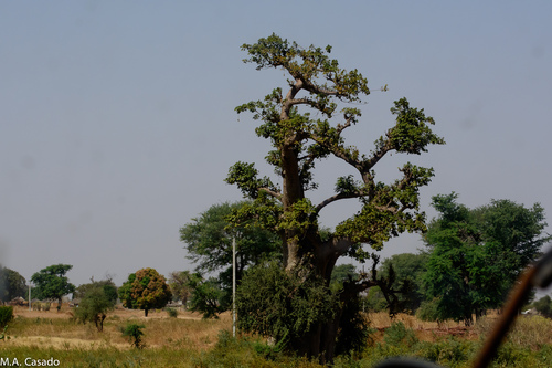 African baobab
