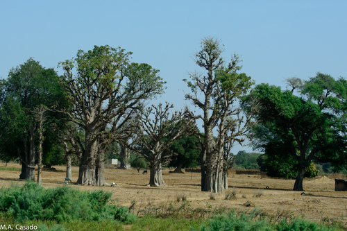 African baobab