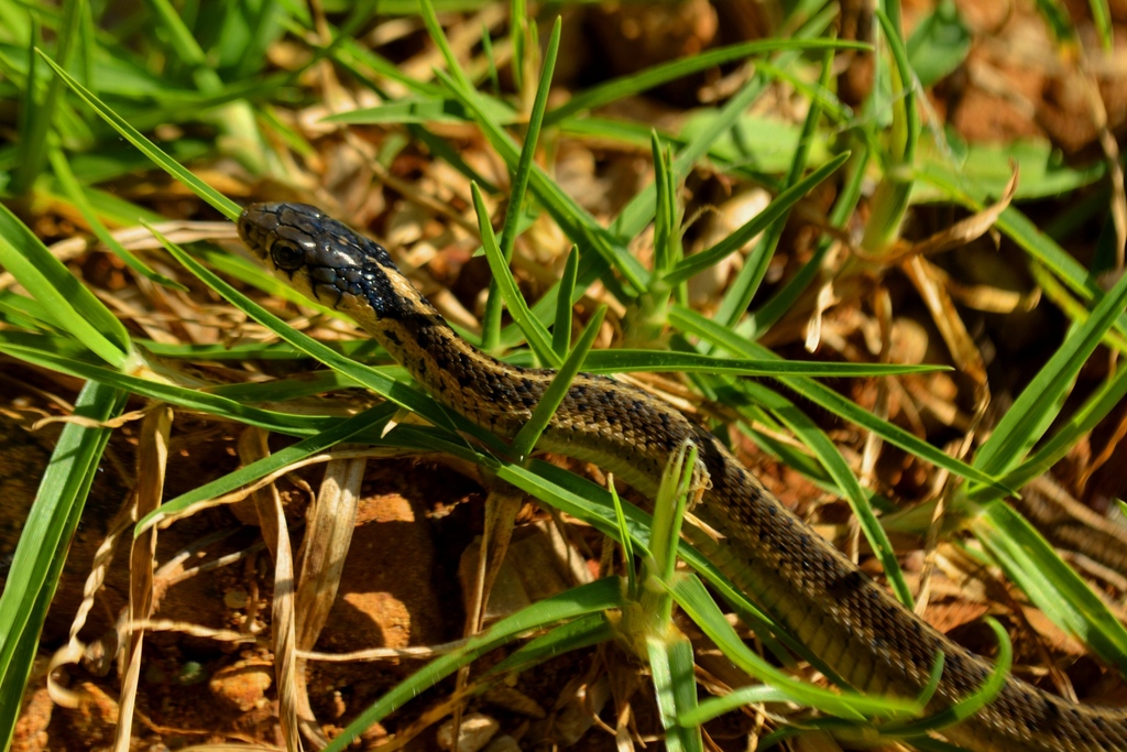 Highland Garter Snake