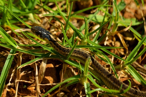Highland Garter Snake