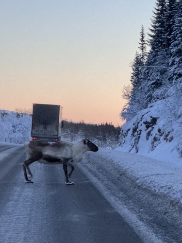 Caribou
