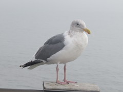 Larus glaucescens × occidentalis