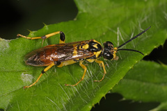 Macrophya formosa