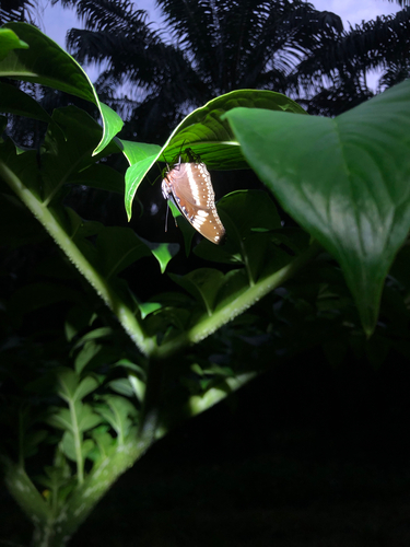 Hypolimnas bolina