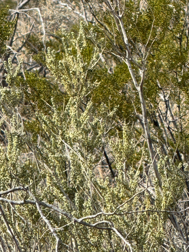 Rio Grande saddlebush (Mortonia scabrella)