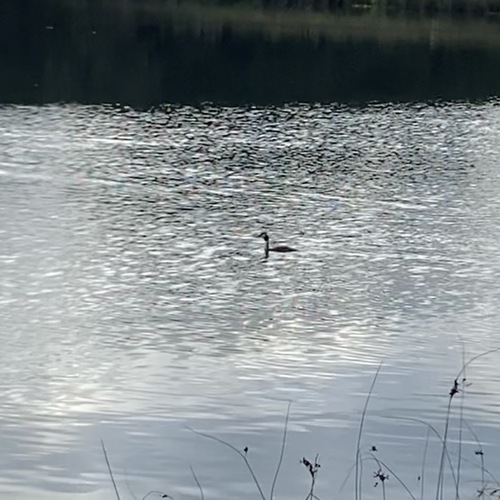 iNaturalist: (c) Yiching Lin, some rights reserved (CC BY-NC), uploaded by Yiching Lin iNaturalist image