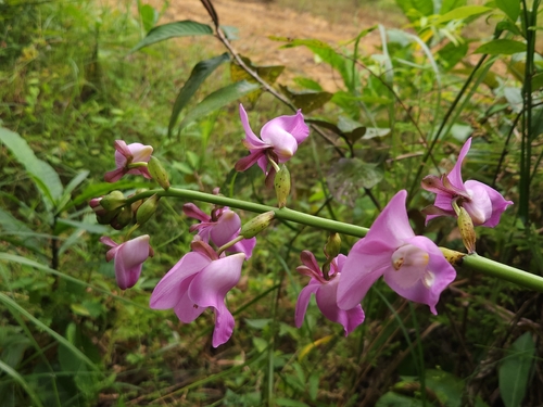 Eulophia bouliawongo