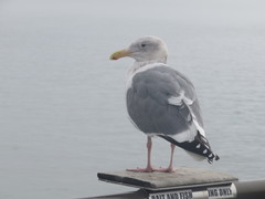 Larus glaucescens × occidentalis