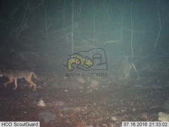 Canis latrans impavidus