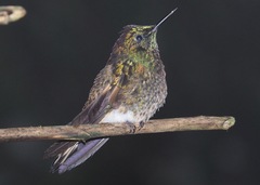 Boissonneaua flavescens